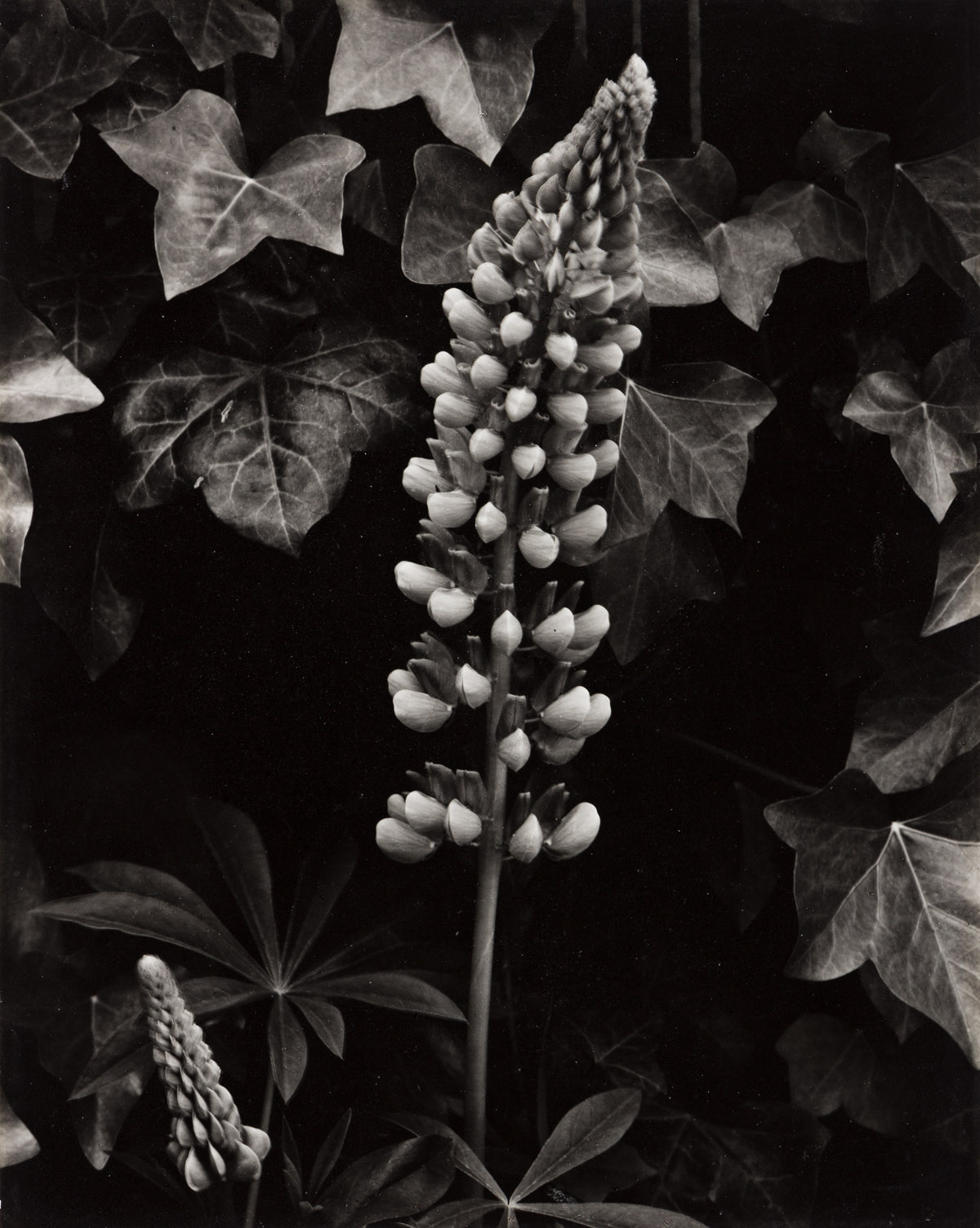PAUL STRAND (1890-1976) Lupin, the Garden, Orgeval.